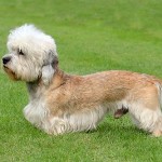 Dandie-Dinmont-Terrier1