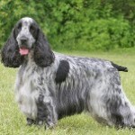 English-Cocker-Spaniel-1-150x150