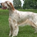 English-Setter-11-150x150