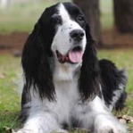 English-Springer-Spaniel-11