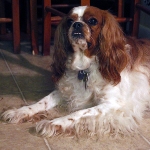 English-Toy-Spaniel2-150x150