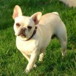 FRENCH-BULLDOG-150x150