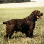 Field-Spaniel-2-150x150