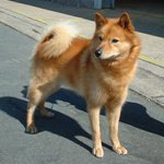 Finnish-Spitz1-150x150