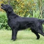 Flat-Coated-Retriever-5-150x149