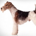 Fox-Terrier-Wirehaired-1-150x150