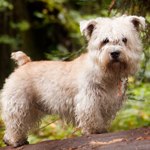 GLEN-OF-IMAAL-TERRIER1-150x150