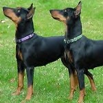 German-Pinschers-2-150x150