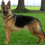 German-Shepherd-150x150