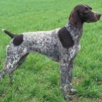 German-Shorthaired-Pointer-1-150x150