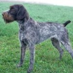 German-Whirehaired-Pointer-1-150x150