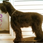 Giant-Schnauzer3-150x150