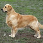 Golden-Retriever-7