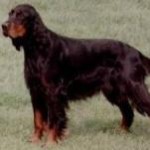 Gordon-Setter-3-150x150