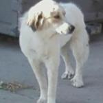 Great-Pyrenees3-150x150