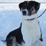 Greater-Swiss-Mtn-Dog-150x150