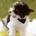 Havanese31