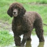 IRISH-WATER-SPANIEL-150x150-150x150