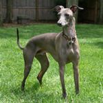 ITALIAN-GREHOUND-150x150
