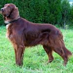 Irish-Setter-11