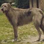 IrishWolfhound1-150x150
