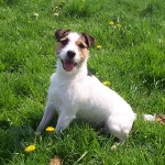 Jack-Russell-Soft-150x150