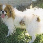 Japanese-Chin2-150x150