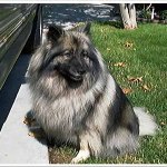 Keeshond6-150x150