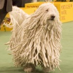 KomondorSoft-150x150