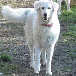 Kuvasz-150x150