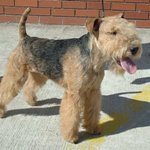 LAKELANDTERRIERw-150x150