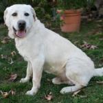 Labrador-Retriever1-150x150