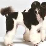 MINIATURE-POODLES-Multi-Colored