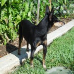 ManchesterTerrier-150x150