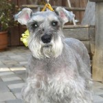 Miniature-Schnauzer-150x150