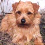 Norfolk-Terrier-German-Courtesy-150x150