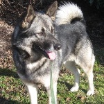 Norwegian-Elkhound1-150x150