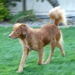 Nova-Scotia-Duck-Tolling-Retriever1-150x150