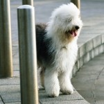 OldEnglishSoft-150x150