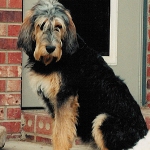Otterhound5-150x150