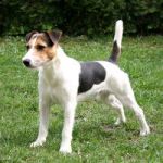 PARSON-RUSSELL-TERRIER-150x150