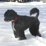 PORTUGUESE-WATER-DOG-150x150