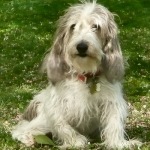 Petit-Basset-Griffon3