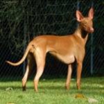 PharoahHound-150x150