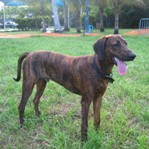 PlottHound3