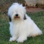 Polish-Lowland-Sheepdog1-150x150