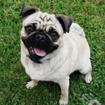Pug