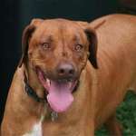 Rhodesian-Ridgeback