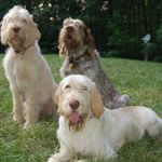 SPINONE-ITALIANO-150