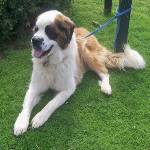 SaintBernard-150x150